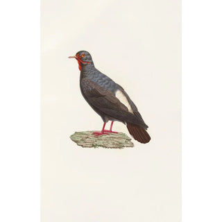 Coenraad Jacob Temminck - Les pigeons Pl82.webp