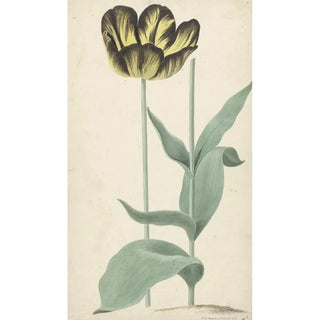 Cornelis van Noorde - De tulp Bizard Catafalque.webp