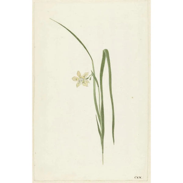 Cornelis van Noorde - Iris.webp