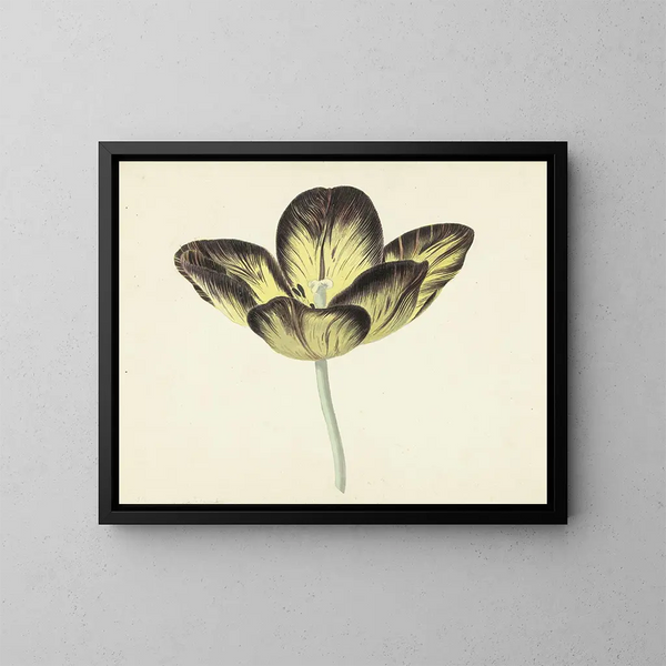 Tulip named Bizard Egyptian - Cornelis van Noorde — framed artwork on a wall