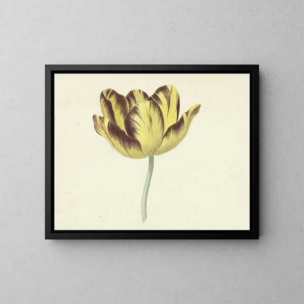 Tulip named Bizard Le Febure n° 1 - Cornelis van Noorde — framed artwork on a wall