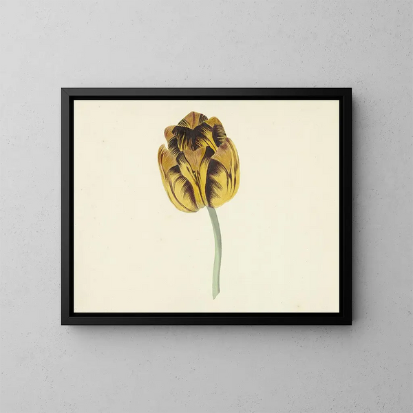Tulip named Bizard Leodie - Cornelis van Noorde — framed artwork on a wall
