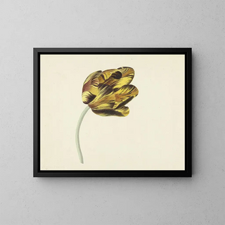 Cornelis van Noorde - Tulp genaamd Bizard Phoenix.webp