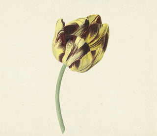 Cornelis van Noorde - Tulp genaamd Bizard Pontifex Romanus.webp