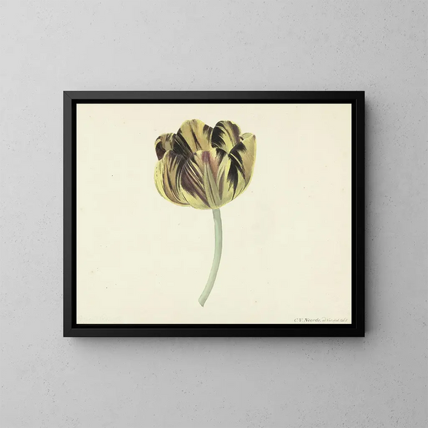 Tulip named Bizard Rosette - Cornelis van Noorde — framed artwork on a wall