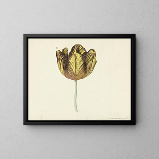 Cornelis van Noorde - Tulp genaamd Bizard Sub A.webp