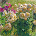 Dahlia's - Carl Moll — weergave van het kunstwerk
