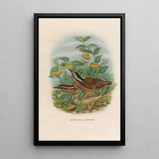 Daniel Giraud Elliot - A monograph of the Pittid or family of antthrushes Pl01.webp