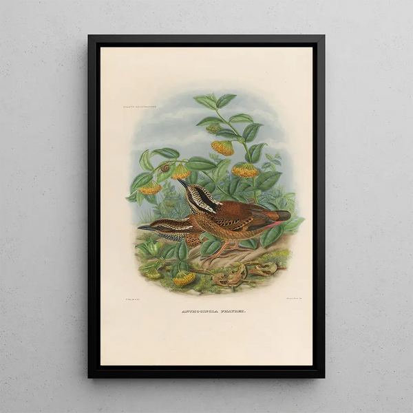 Reproductie van het schilderij Een monografie van de Pittidae of familie van miereneters Pl01 - Daniel Giraud Elliot