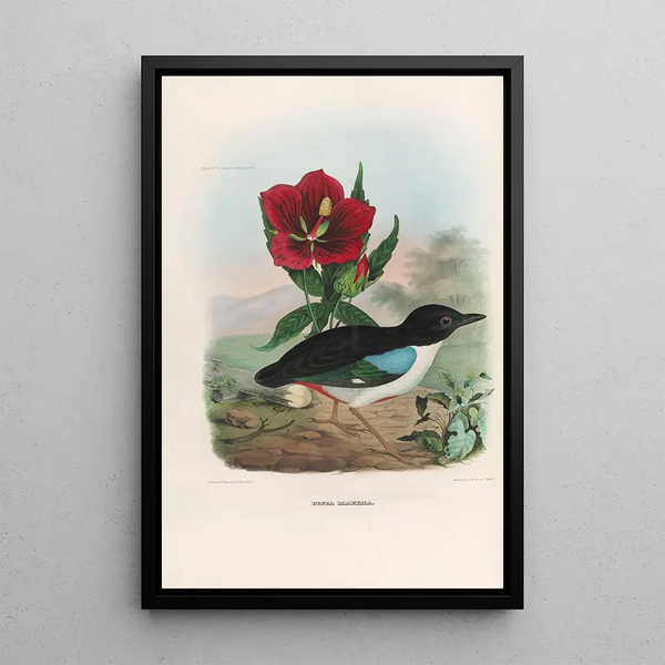 Een monografie van de Pittidae of mierenetersfamilie Pl02 - Daniel Giraud Elliot — ingelijst kunstwerk aan de muur