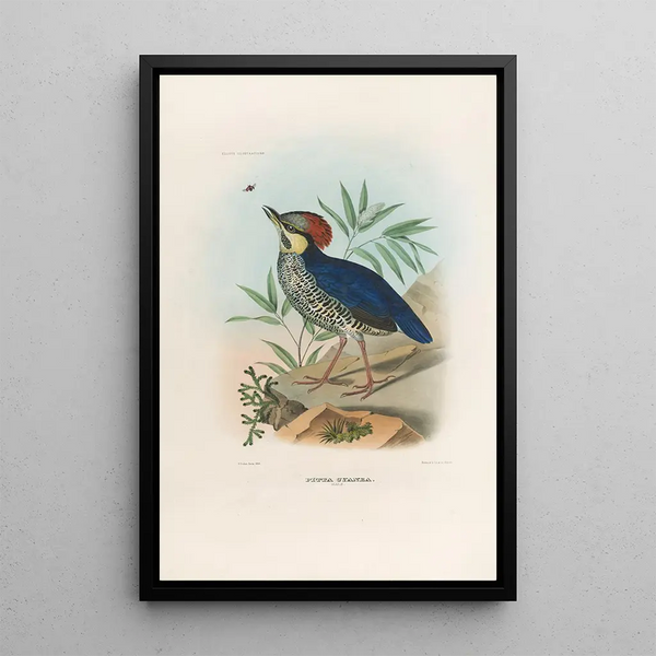 Reproductie van het schilderij Een monografie van de Pittidae of mierenetersfamilie Pl03 - Daniel Giraud Elliot
