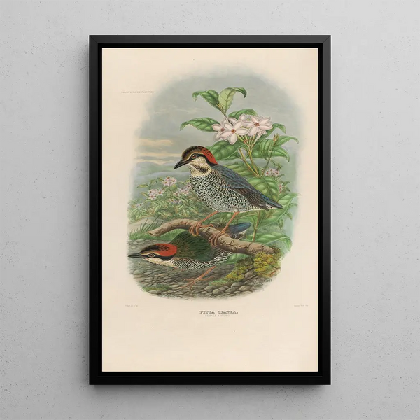 Reproductie van het schilderij Een monografie van de Pittidae of mierenetersfamilie Pl04 - Daniel Giraud Elliot
