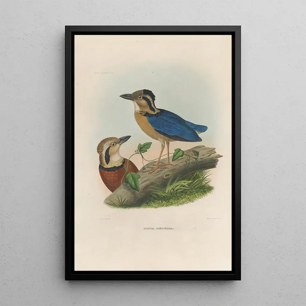 Een monografie van de Pittidés of mierenetersfamilie Pl05 - Daniel Giraud Elliot — ingelijst kunstwerk aan de muur