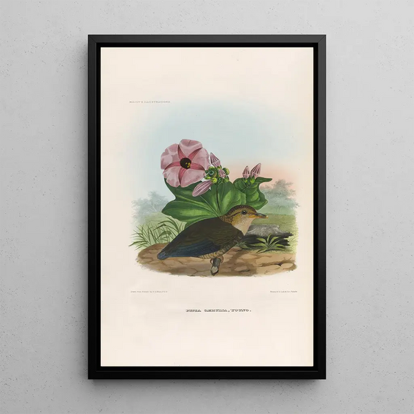 Reproductie van het schilderij Een monografie van de Pittidae of mierenetersfamilie Pl06 - Daniel Giraud Elliot