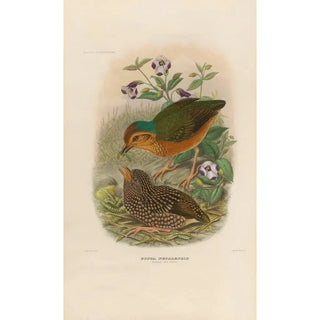 Daniel Giraud Elliot - A monograph of the Pittid or family of antthrushes Pl07.webp