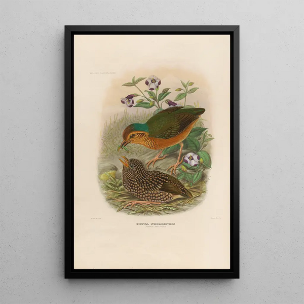 Een monografie van de Pittidés of mierenetersfamilie Pl07 - Daniel Giraud Elliot — ingelijst kunstwerk aan de muur