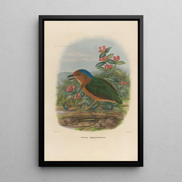 Reproductie van het schilderij Een monografie van de Pittidés of familie van miereneters Pl08 - Daniel Giraud Elliot