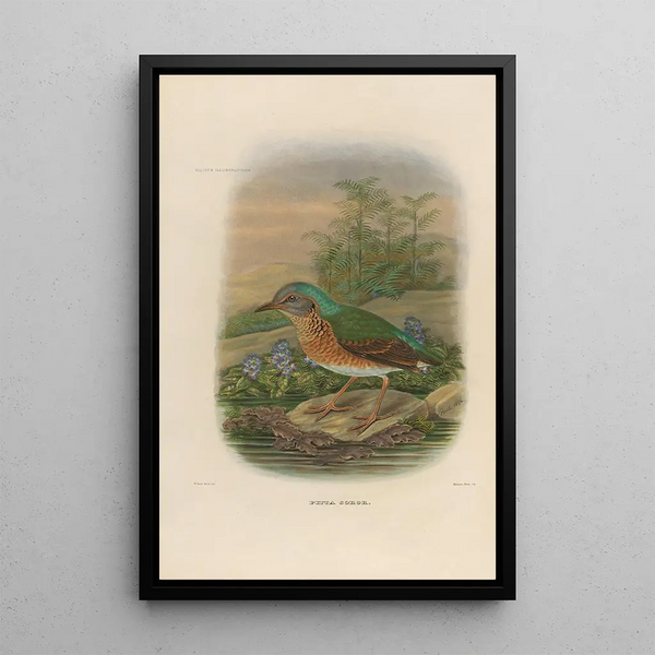 Een monografie van de Pittidae of mierenetersfamilie Pl09 - Daniel Giraud Elliot — ingelijst kunstwerk aan de muur