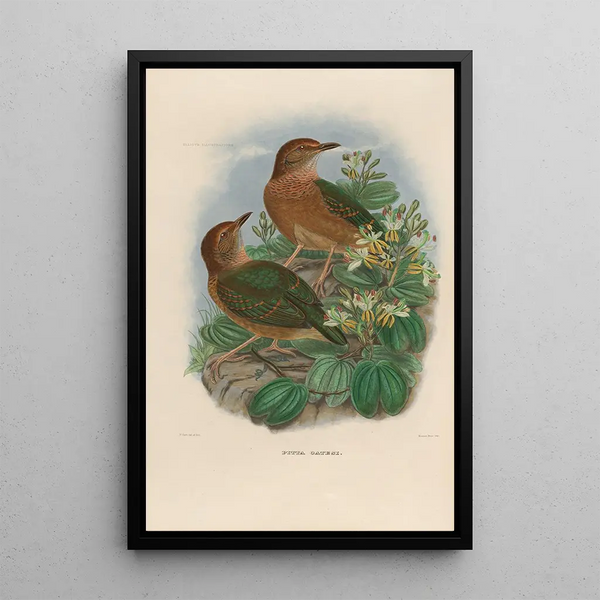 Reproductie van het schilderij Een monografie van de Pittidae of mierenetersfamilie Pl10 - Daniel Giraud Elliot