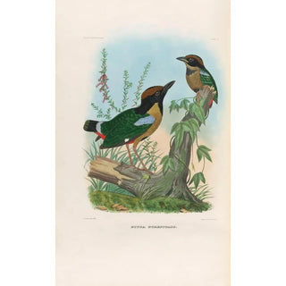 Daniel Giraud Elliot - A monograph of the Pittid or family of antthrushes Pl11.webp