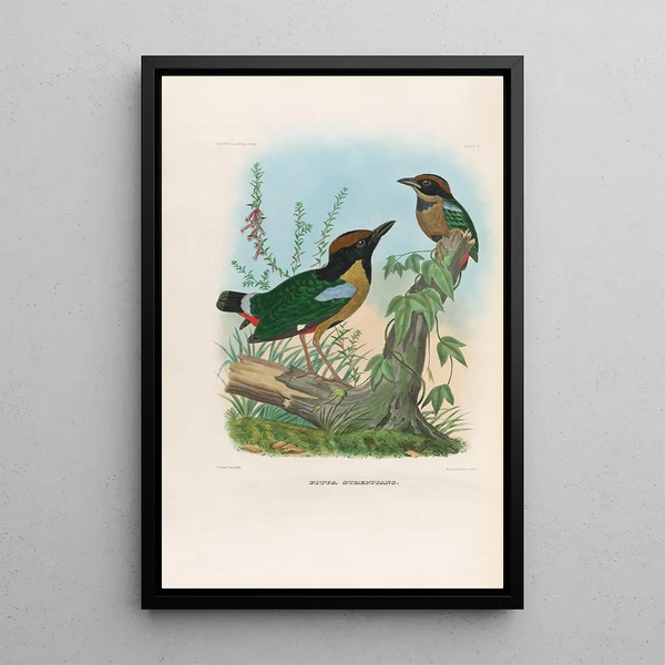 Een monografie van de Pittidae of mierenetersfamilie Pl11 - Daniel Giraud Elliot — ingelijst kunstwerk aan de muur