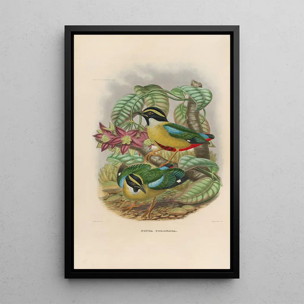 Reproductie van het schilderij Een monografie van de Pittidae of mierenetersfamilie Pl12 - Daniel Giraud Elliot