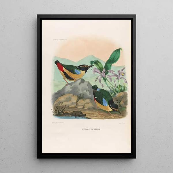 Een monografie van de Pittidae of mierenetersfamilie Pl13 - Daniel Giraud Elliot — ingelijst kunstwerk aan de muur
