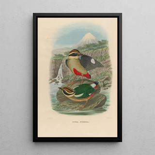 Daniel Giraud Elliot - A monograph of the Pittid or family of antthrushes Pl14.webp
