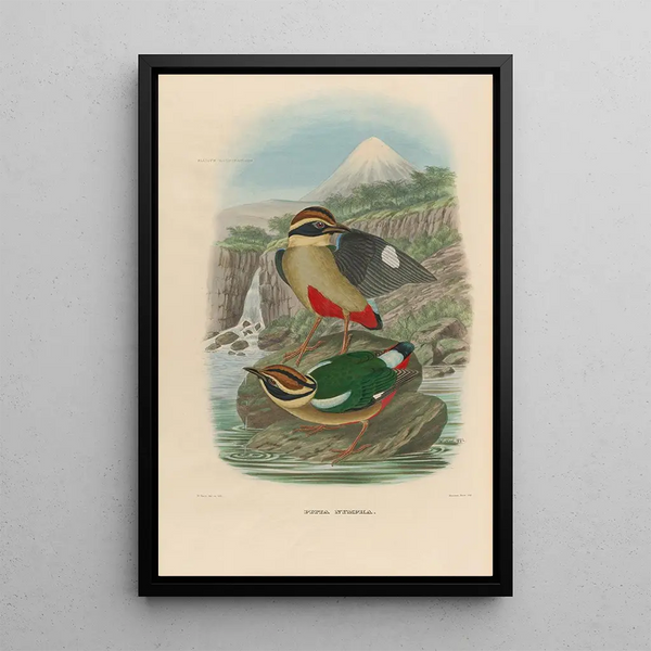 Een monografie van de Pittidae of mierenetersfamilie Pl14 - Daniel Giraud Elliot — ingelijst kunstwerk aan de muur