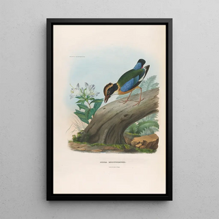 Daniel Giraud Elliot - A monograph of the Pittid or family of antthrushes Pl15.webp
