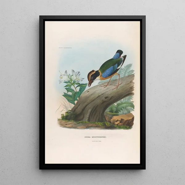 Reproductie van het schilderij Een monografie van de Pittidae of mierenetersfamilie Pl15 - Daniel Giraud Elliot