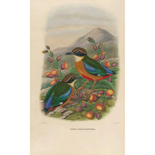 Daniel Giraud Elliot - A monograph of the Pittid or family of antthrushes Pl16.webp