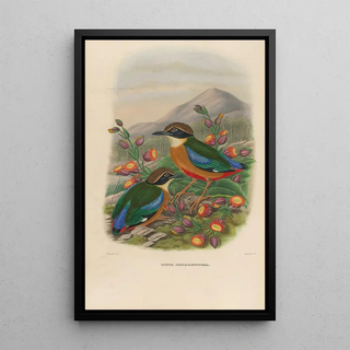 Daniel Giraud Elliot - A monograph of the Pittid or family of antthrushes Pl16.webp