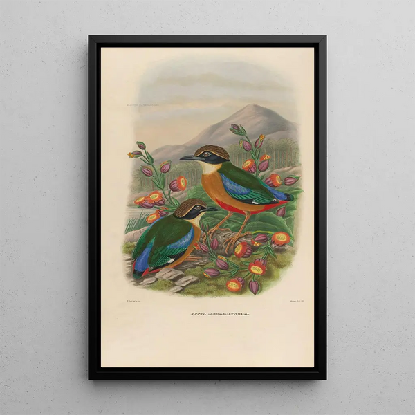 Een monografie van de Pittidae of mierenetersfamilie Pl16 - Daniel Giraud Elliot — ingelijst kunstwerk aan de muur