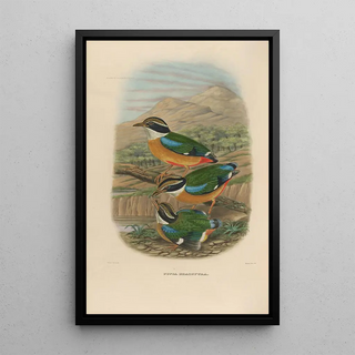 Daniel Giraud Elliot - A monograph of the Pittid or family of antthrushes Pl17.webp