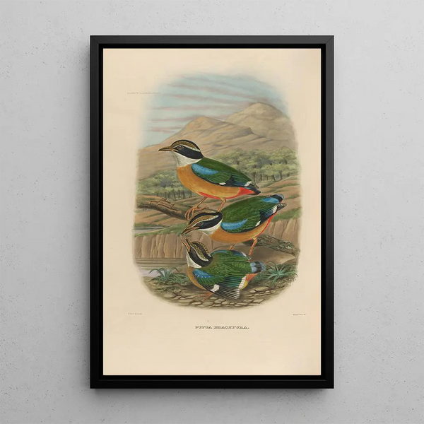 Reproductie van het schilderij Een monografie van de Pittidés of familie van miereneters Pl17 - Daniel Giraud Elliot