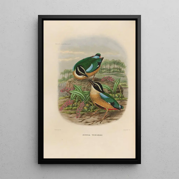 Reproductie van het schilderij Een monografie van de Pittidae of mierenetersfamilie Pl19 - Daniel Giraud Elliot