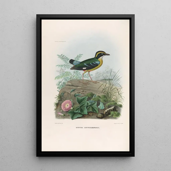 Reproductie van het schilderij Een monografie van de Pittidae of mierenetersfamilie Pl20 - Daniel Giraud Elliot