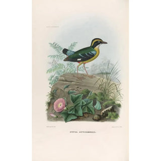 Daniel Giraud Elliot - A monograph of the Pittid or family of antthrushes Pl20.webp