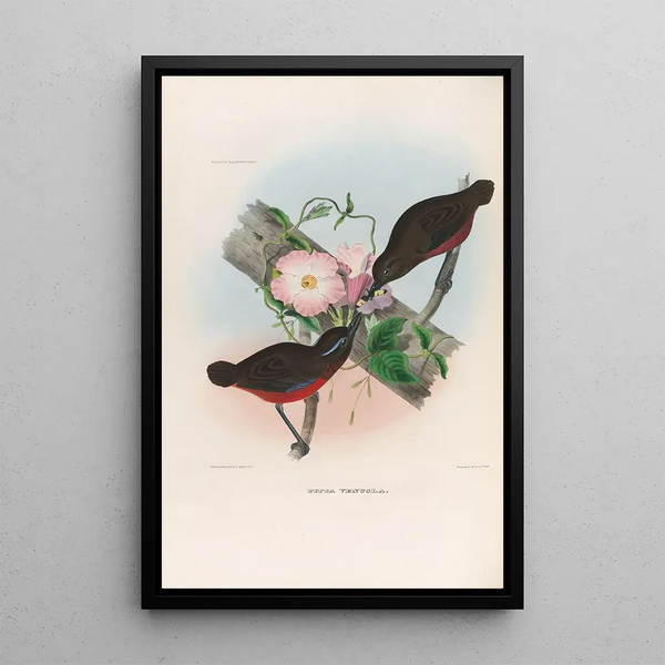 Een monografie van de Pittidae of mierenetersfamilie Pl21 - Daniel Giraud Elliot — ingelijst kunstwerk aan de muur