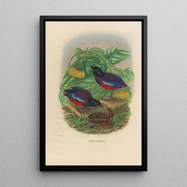 Reproductie van het schilderij Een monografie van de Pittidae of mierenetersfamilie Pl22 - Daniel Giraud Elliot