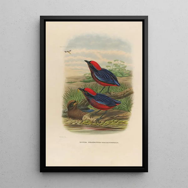 Een monografie van de Pittidae of mierenetersfamilie Pl23 - Daniel Giraud Elliot — ingelijst kunstwerk aan de muur