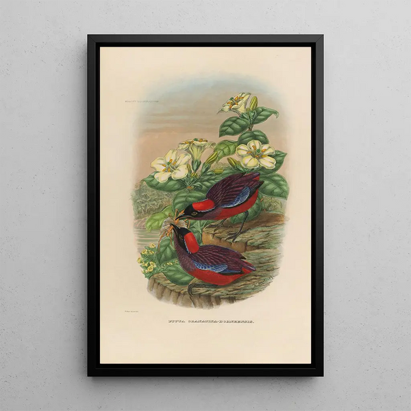 Een monografie van de Pittidae of mierenetersfamilie Pl24 - Daniel Giraud Elliot — ingelijst kunstwerk aan de muur
