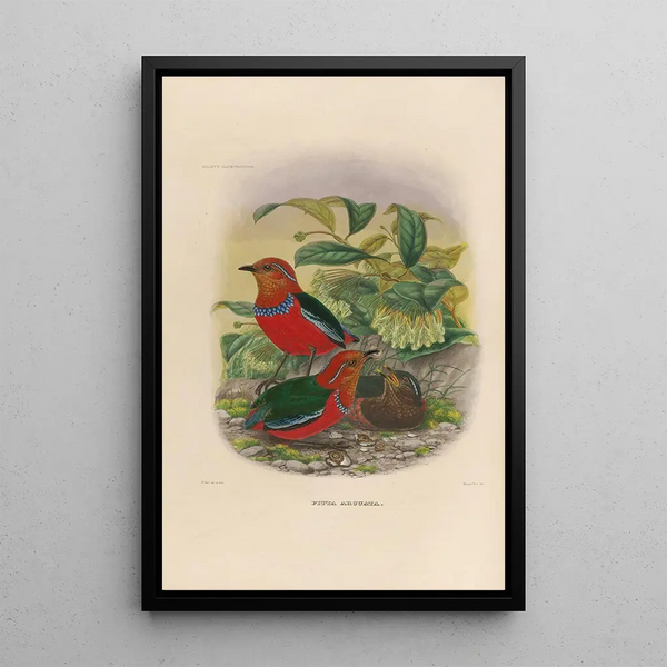 Reproductie van het schilderij Een monografie van de Pittidae of mierenetersfamilie Pl25 - Daniel Giraud Elliot