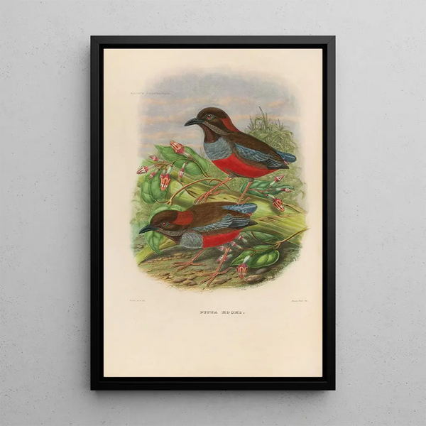 Een monografie van de Pittidae of familie van miereneters Pl26 - Daniel Giraud Elliot — ingelijst kunstwerk aan de muur