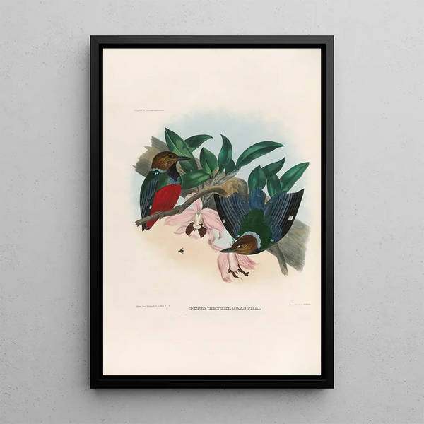 Reproductie van het schilderij Een monografie van de Pittidae of mierenetersfamilie Pl27 - Daniel Giraud Elliot