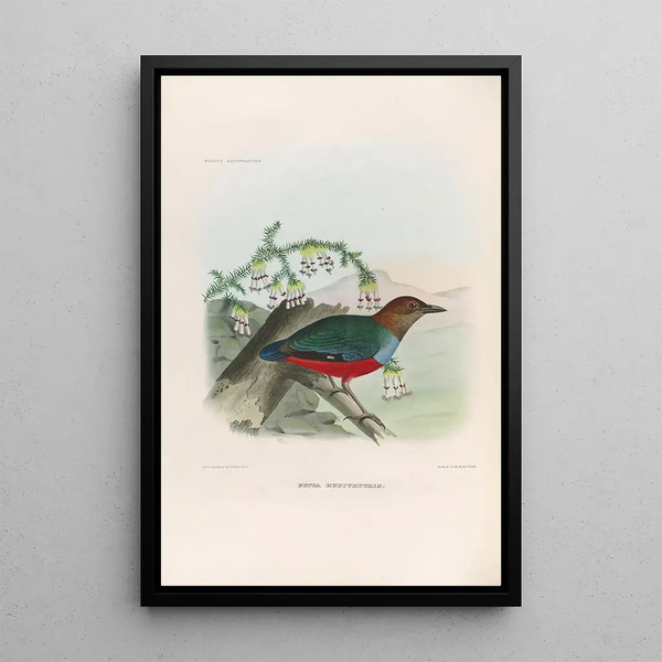 Een monografie van de Pittidae of familie van miereneters Pl28 - Daniel Giraud Elliot — ingelijst kunstwerk aan de muur