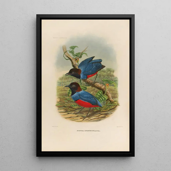 Reproductie van het schilderij Een monografie van de Pittidae of mierenetersfamilie Pl29 - Daniel Giraud Elliot