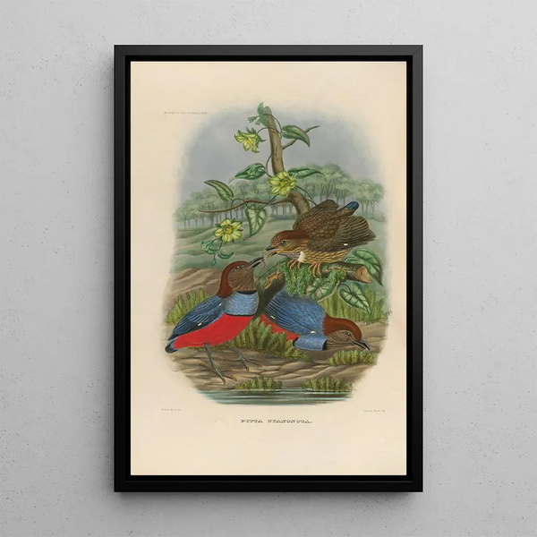 Een monografie van de Pittidés of familie van miereneters Pl30 - Daniel Giraud Elliot — ingelijst kunstwerk aan de muur