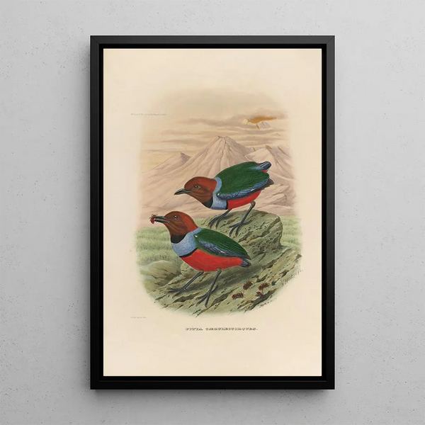 Een monografie van de Pittidae of mierenetersfamilie Pl32 - Daniel Giraud Elliot — ingelijst kunstwerk aan de muur